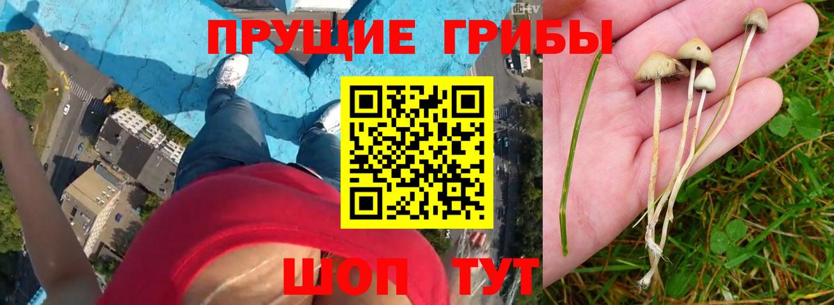 Батайск  Галлюциногенные грибы ЛСД  Вход с VPN  Галлюциногенные грибы GOLDEN TEACHER 